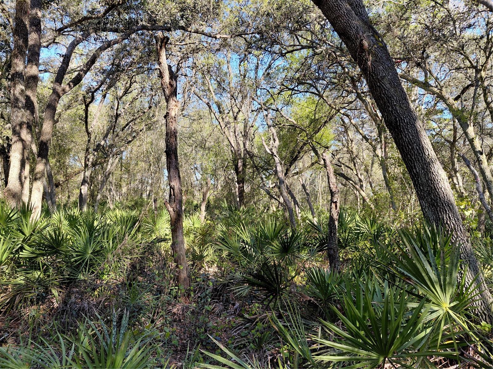 Image 3 of 14 For 36031 Butternut Drive