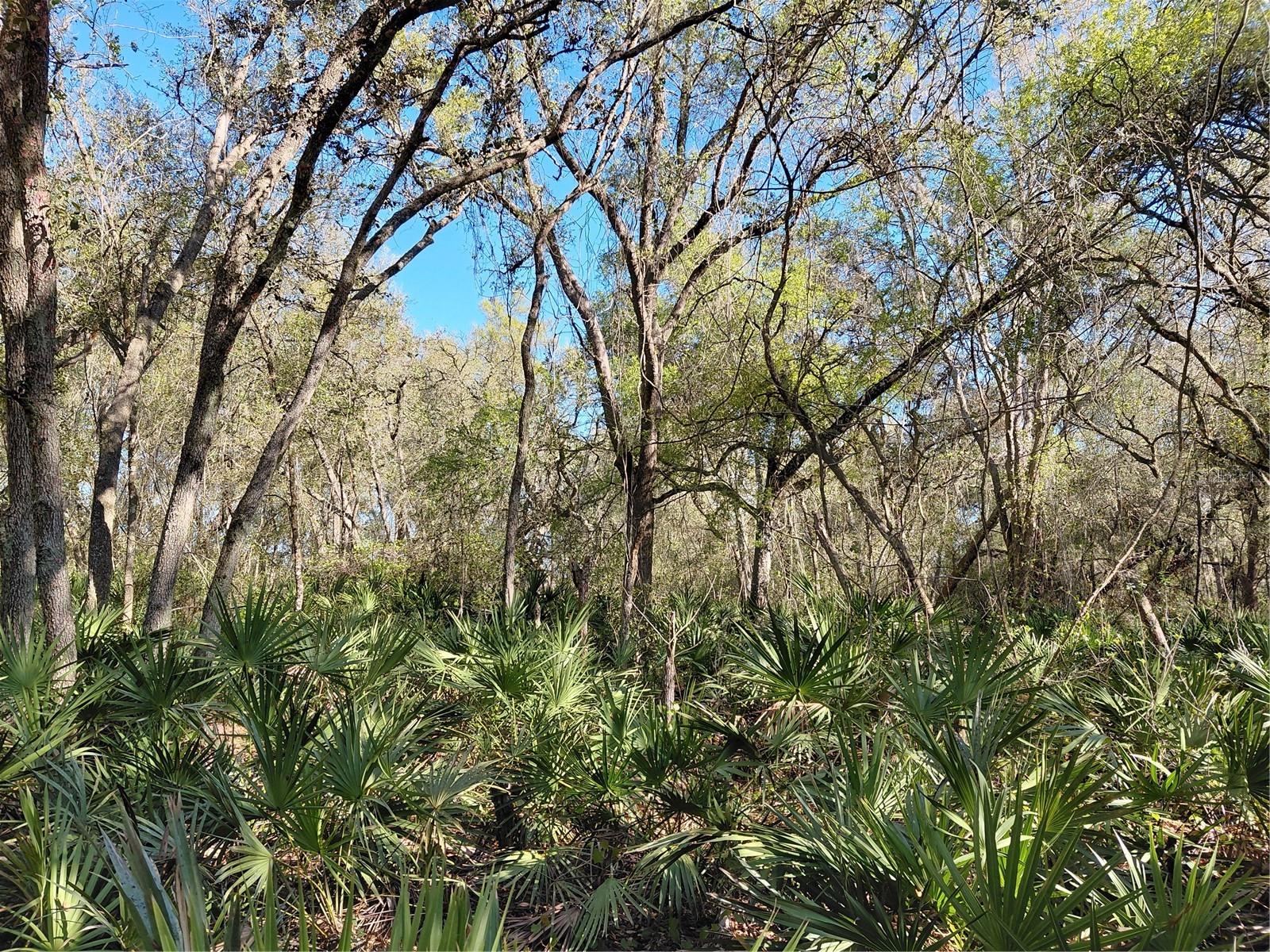 Image 5 of 14 For 36031 Butternut Drive