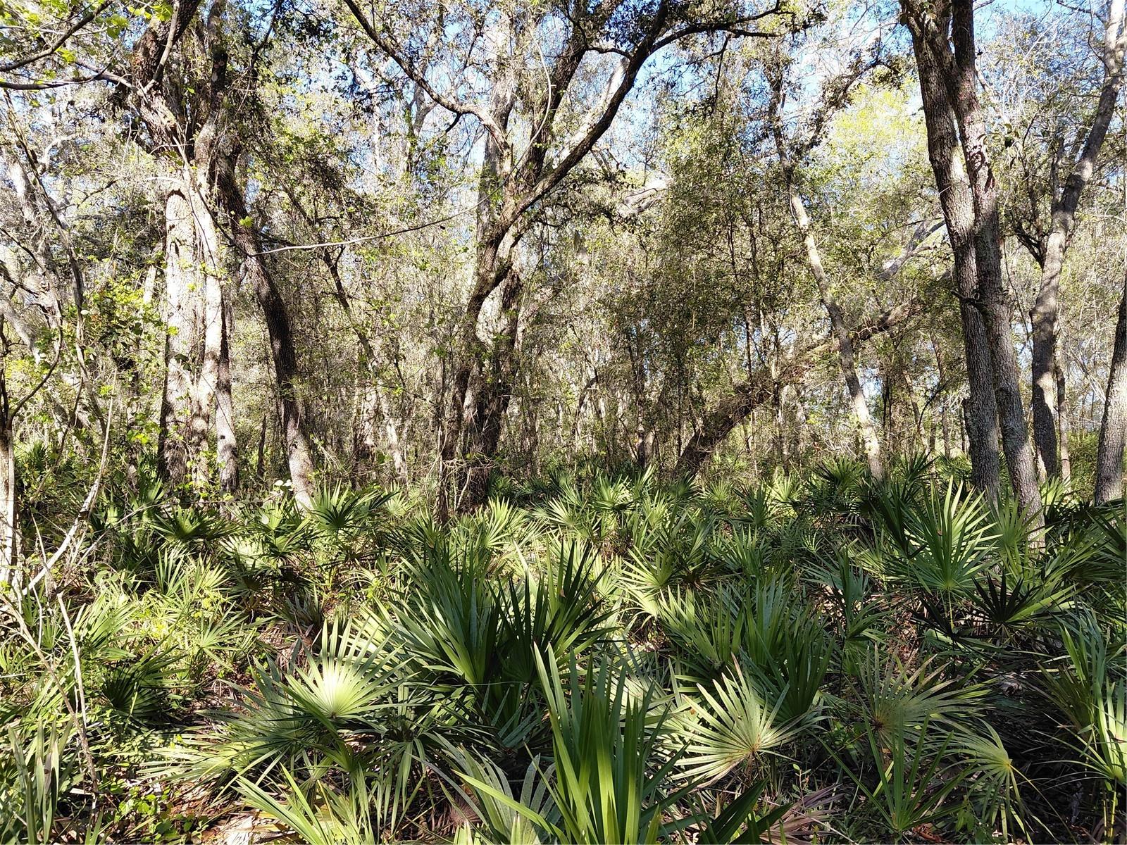 Image 6 of 14 For 36031 Butternut Drive