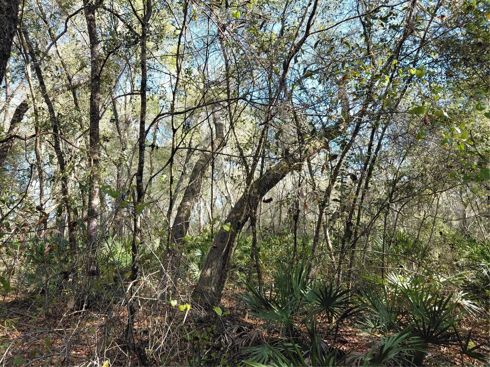 Image 9 of 14 For 36031 Butternut Drive