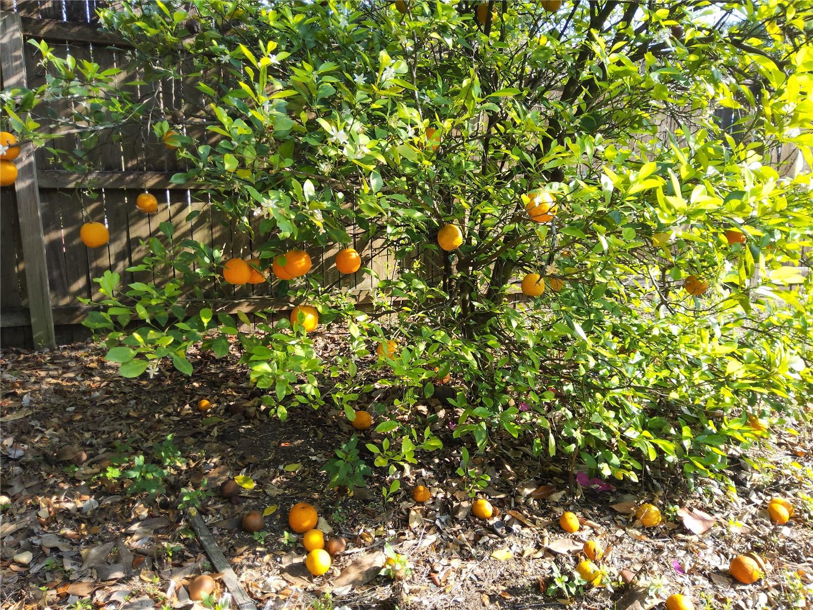 Image 11 of 54 For 31043 Willow Bank Avenue