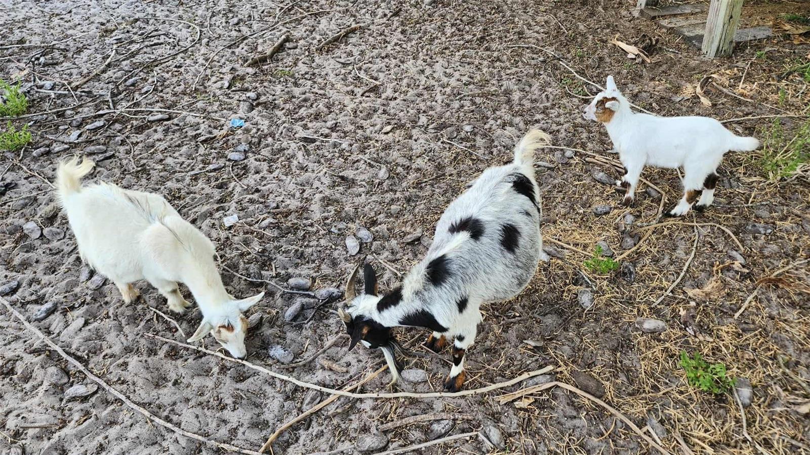 Image 11 of 24 For 151 Elm Street