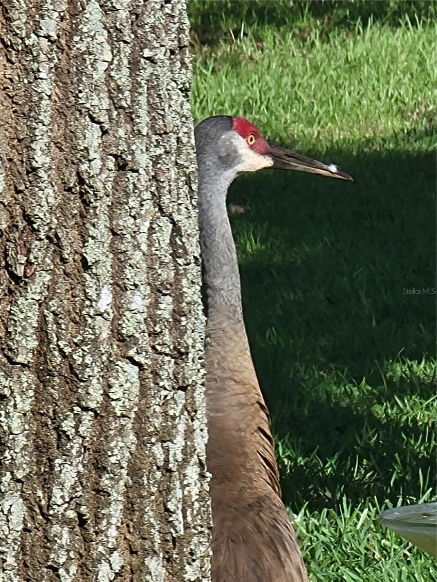 Image 73 of 78 For 3723 Mulberry Grove Loop