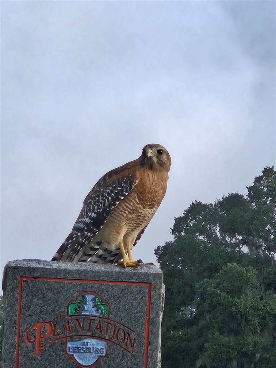 Image 76 of 78 For 3723 Mulberry Grove Loop