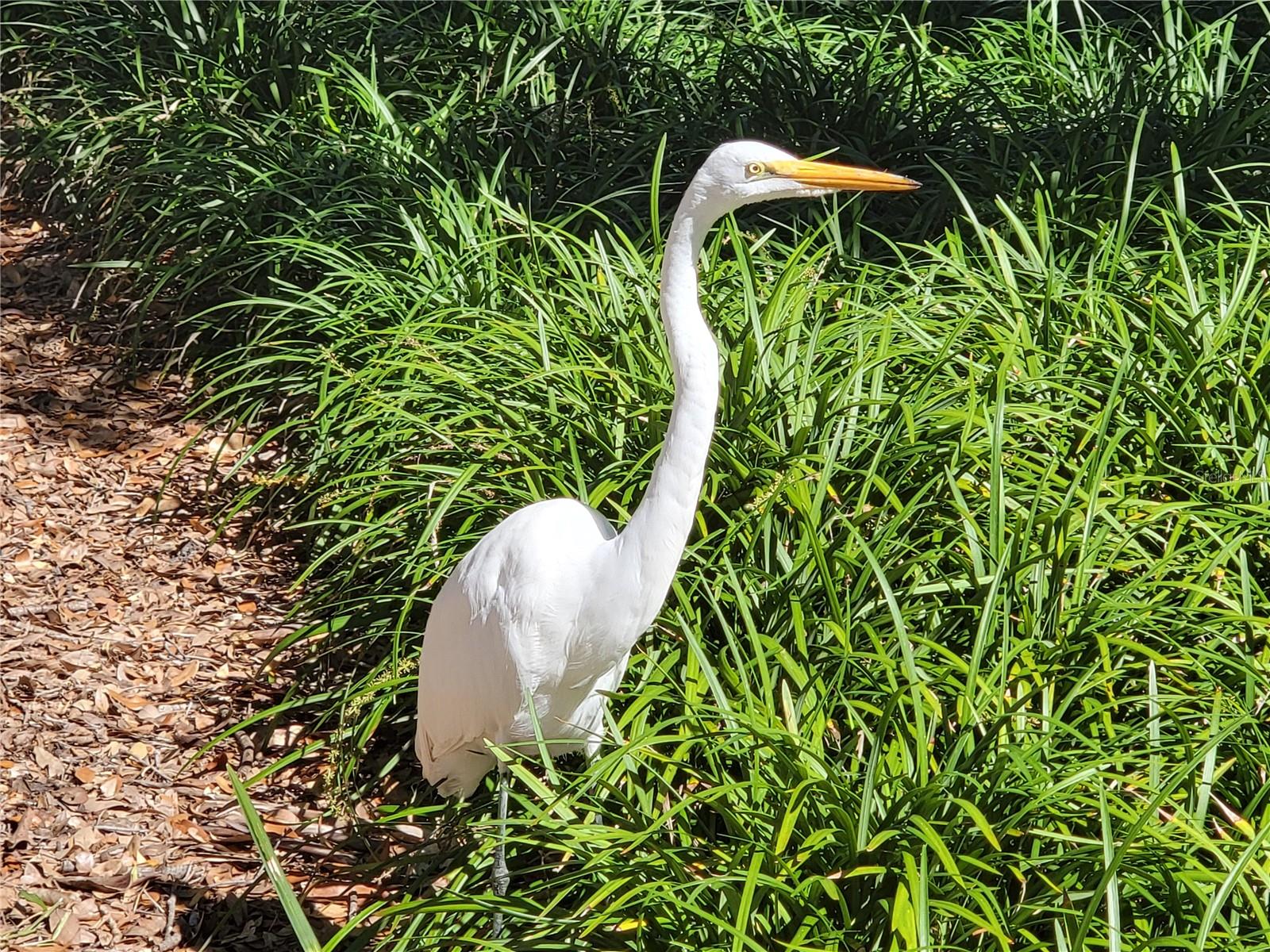 Image 78 of 78 For 3723 Mulberry Grove Loop