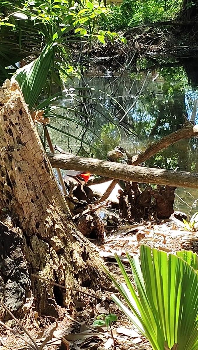 Image 9 of 10 For  Cr 457  