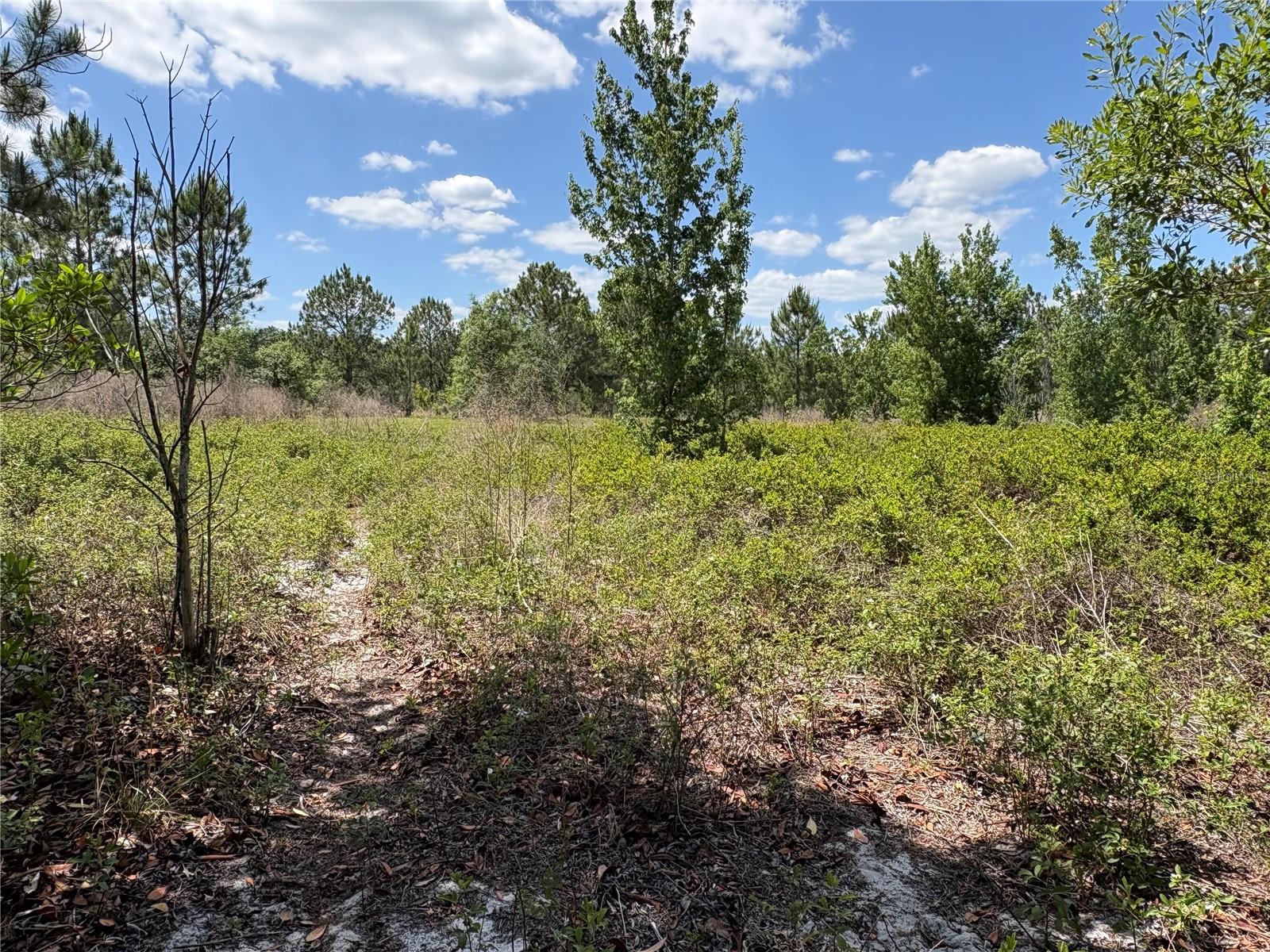 Details for San Juan Ave  Lot 29, POLK CITY, FL 33868