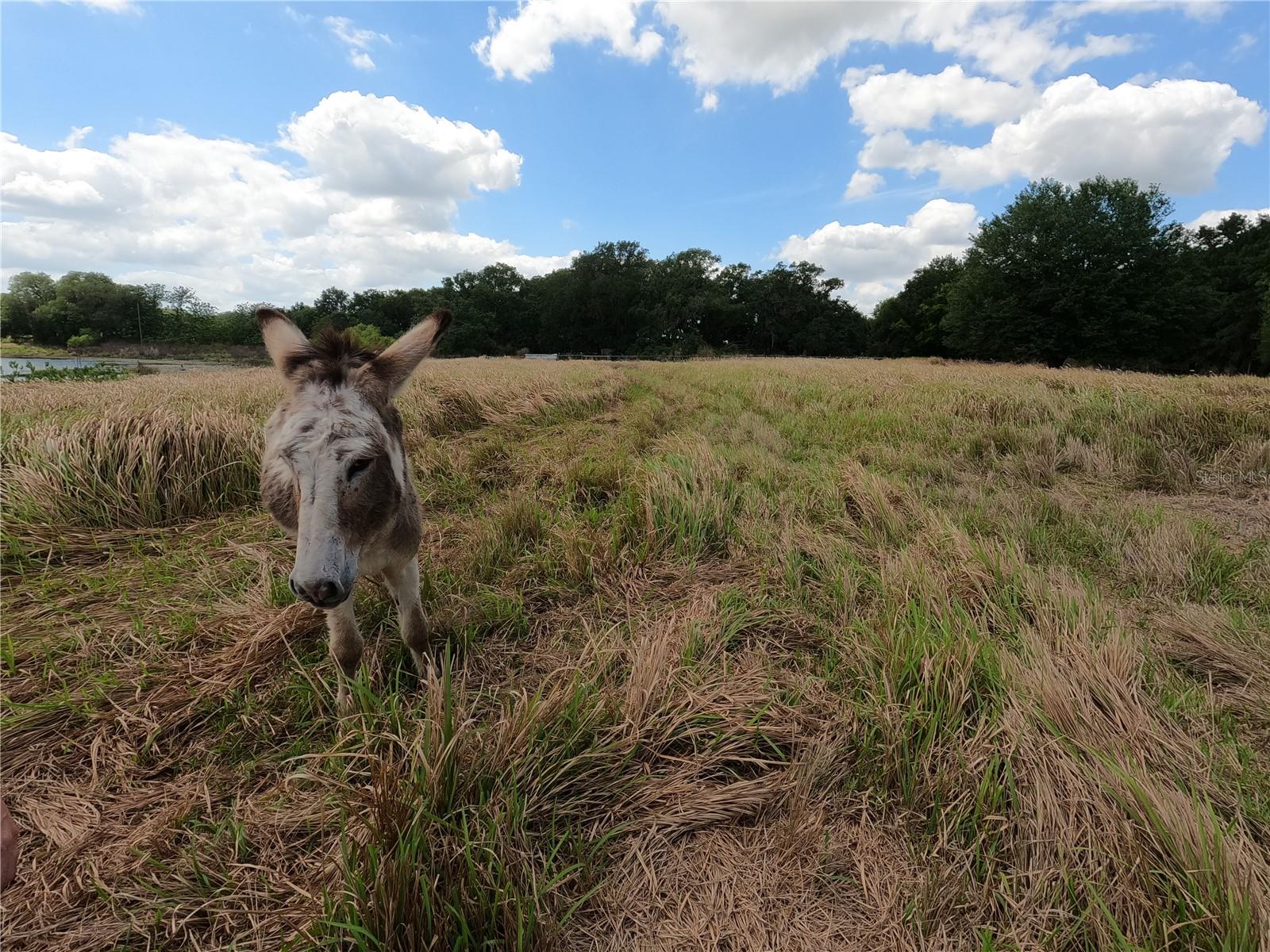 Image 71 of 87 For 0 Earth Star Lane