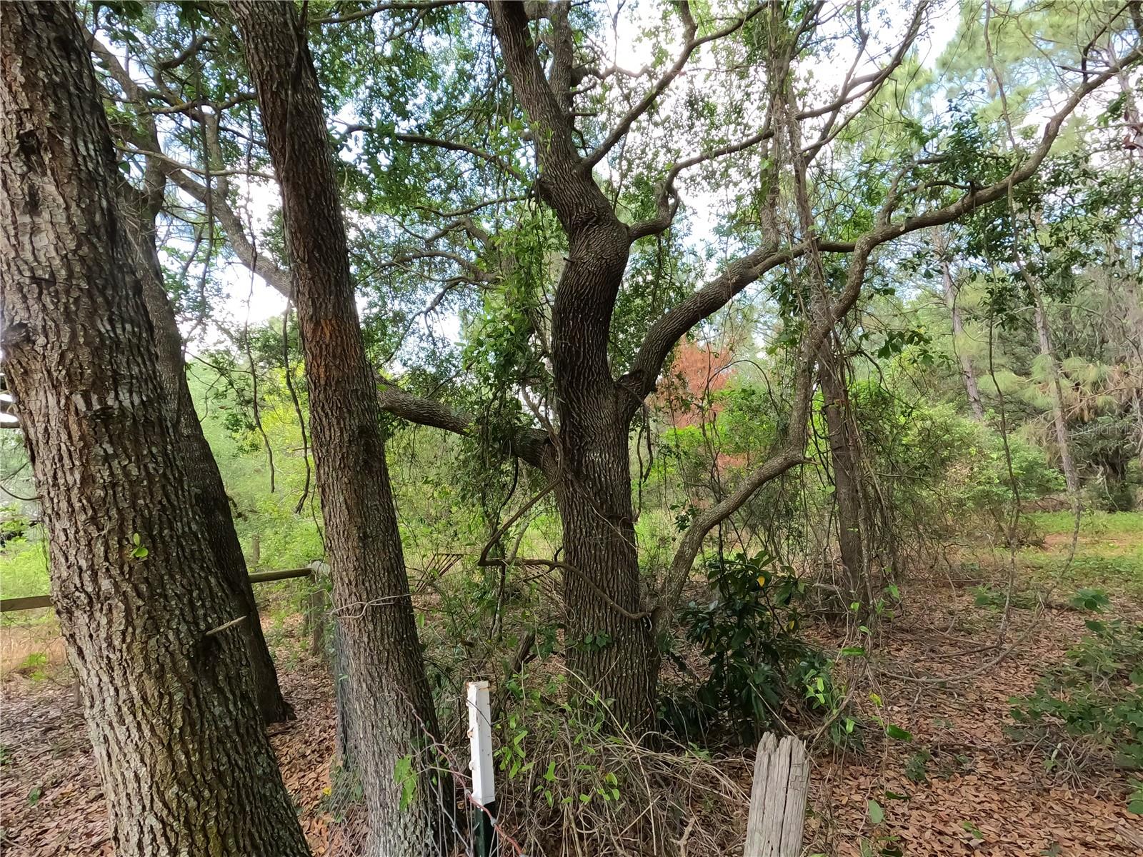Image 87 of 87 For 0 Earth Star Lane