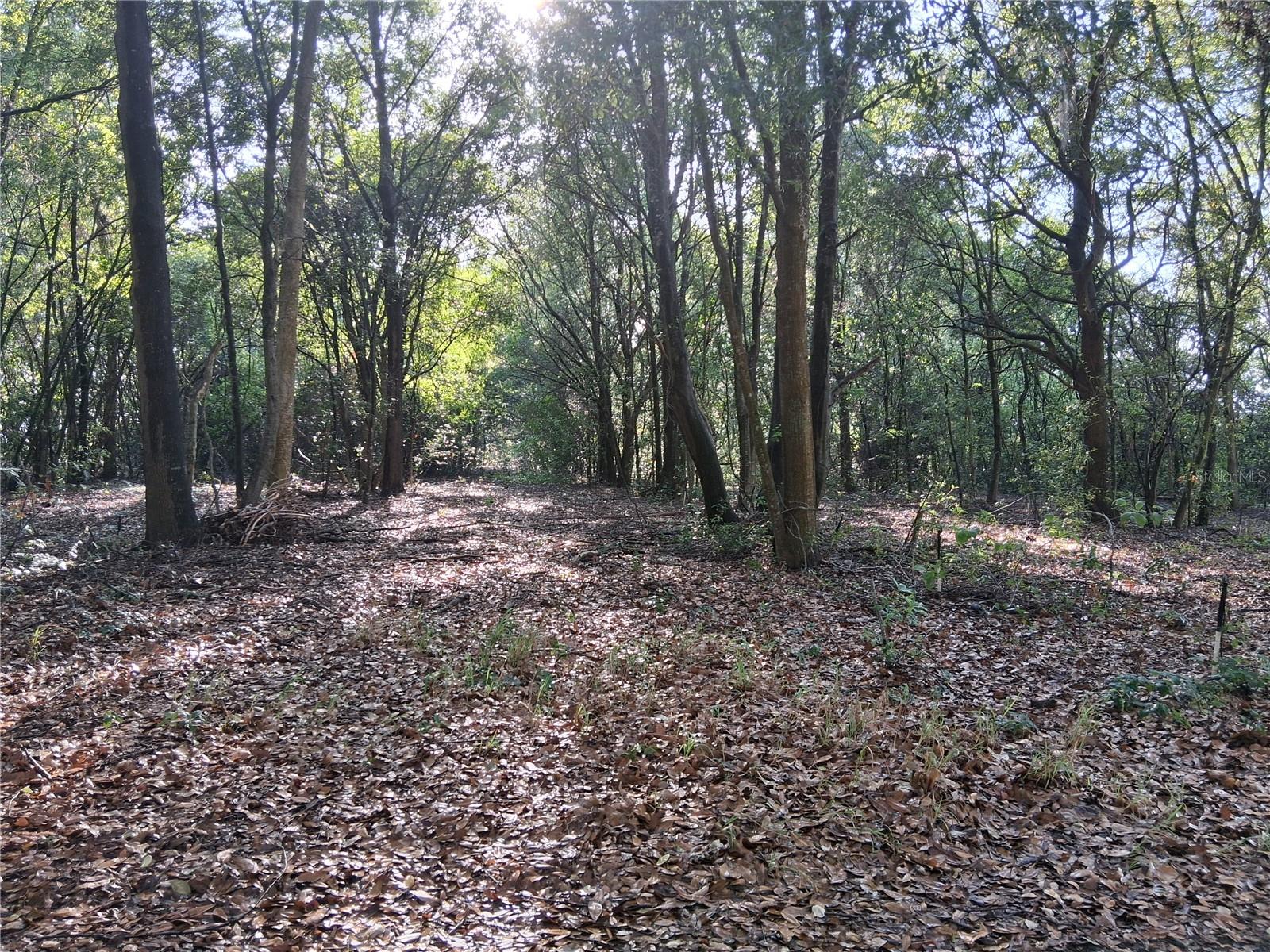 Image 5 of 5 For 16451 Forrest Lane