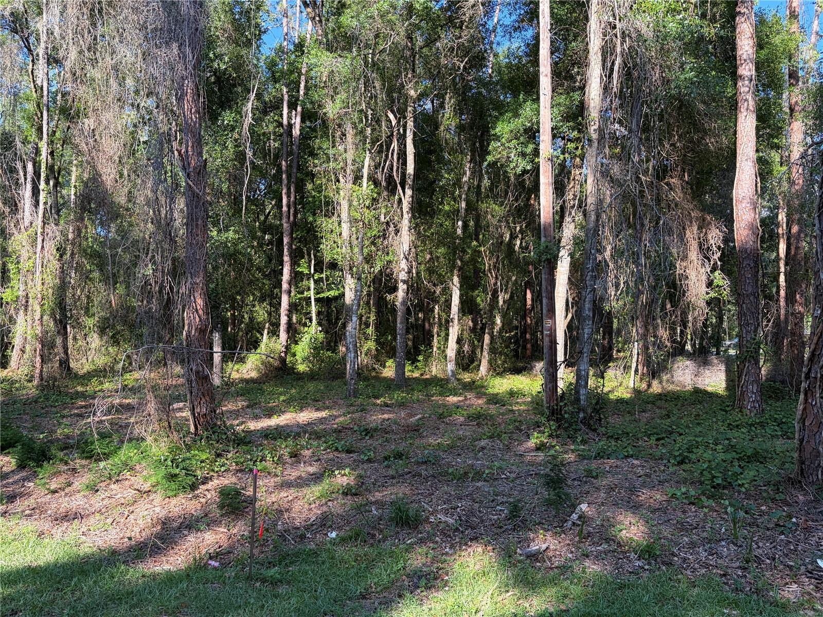 Details for 9192 Cr 647cs, BUSHNELL, FL 33513