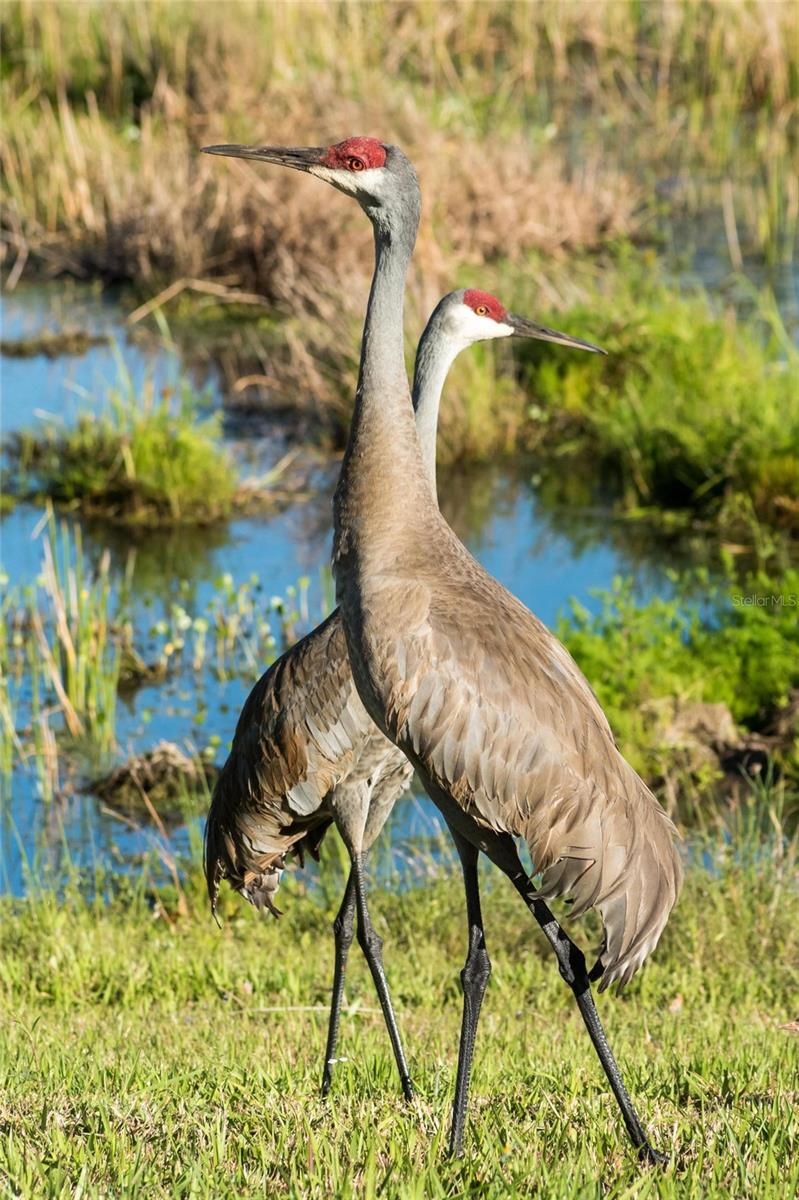 Image 86 of 94 For 11716 Strandhill Court