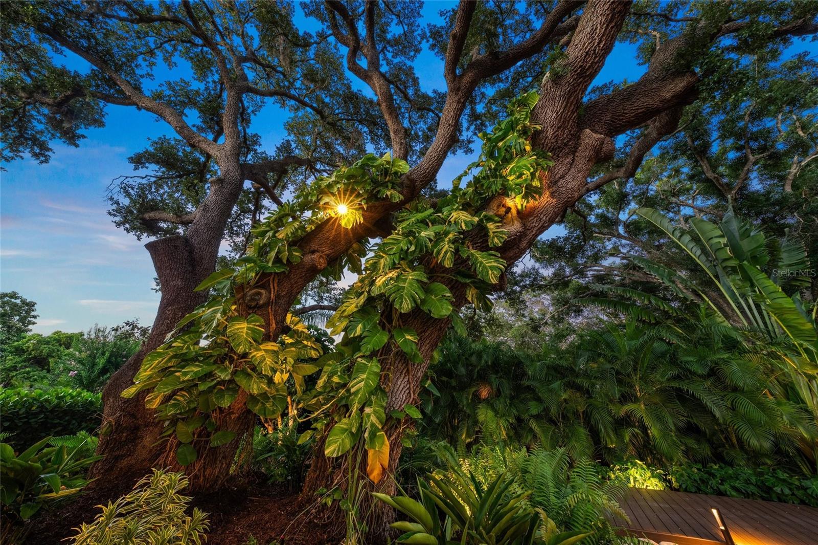 Image 32 of 57 For 2124 Wisteria Street
