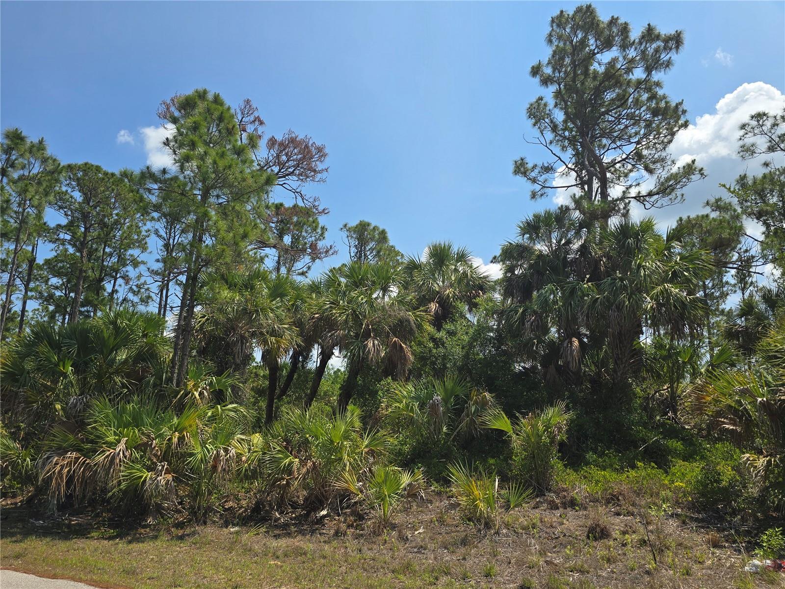 Image 9 of 10 For Clattleya Avenue