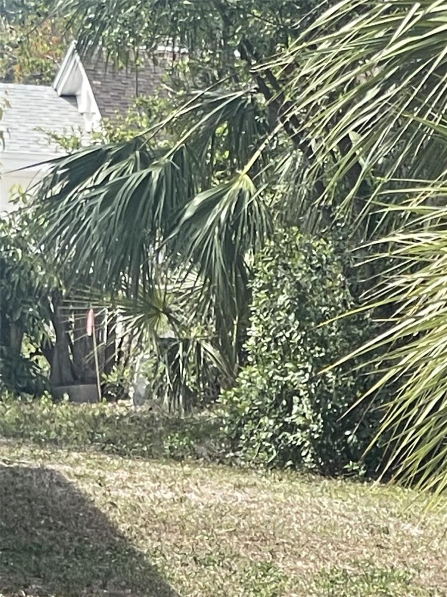 Image 5 of 6 For  Jungle Way 