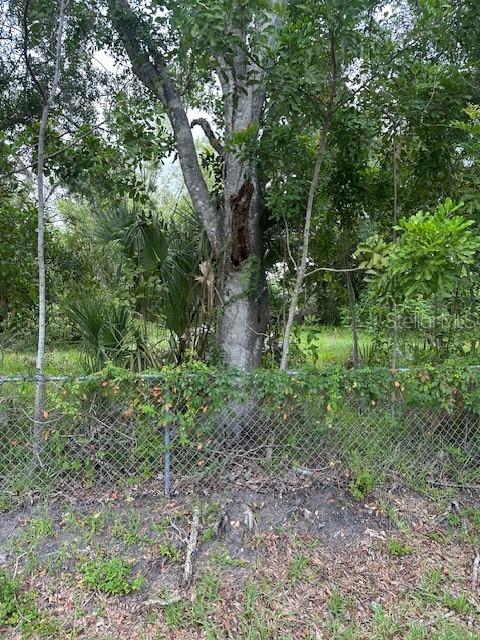 Image 8 of 17 For Brazilnut Avenue
