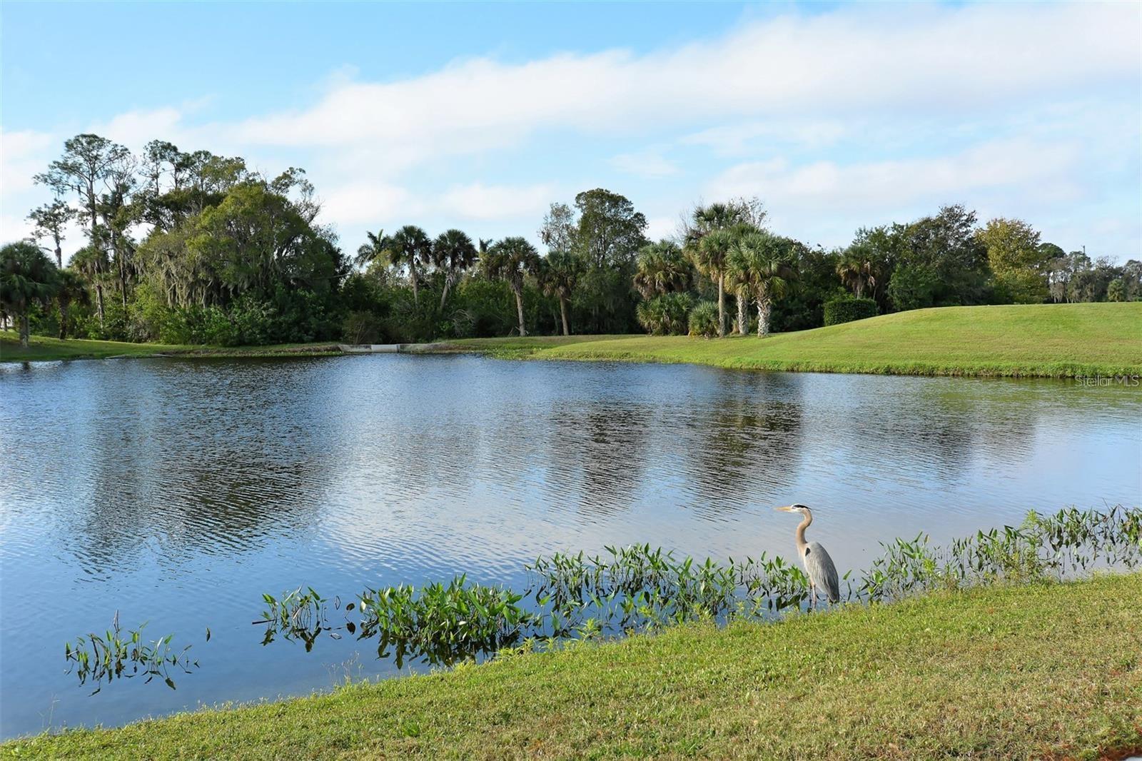 Image 52 of 54 For 7357 Fountain Palm Circle 11-102
