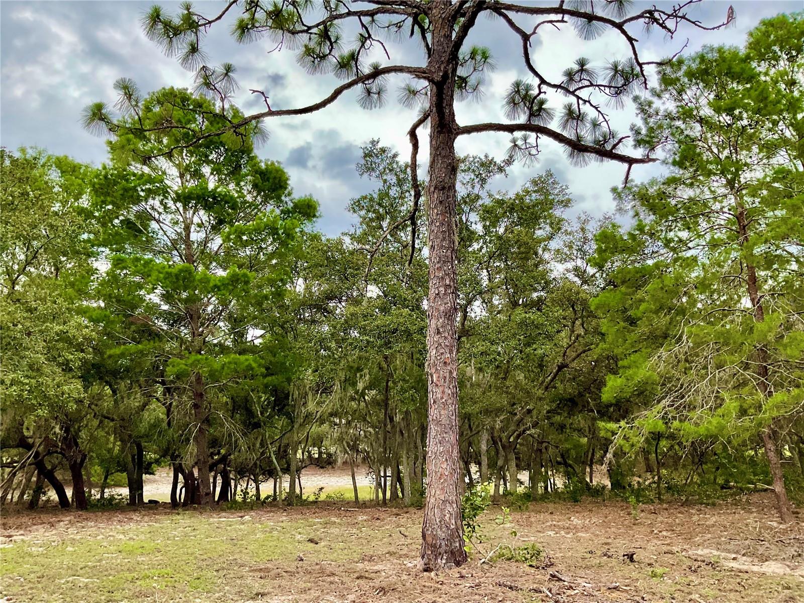 Image 17 of 25 For 5031 Lisk Lane