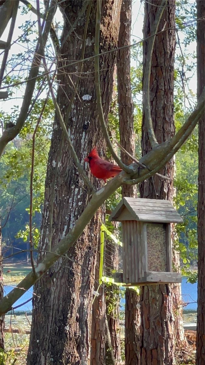 Image 35 of 43 For 1162 County Road 20a