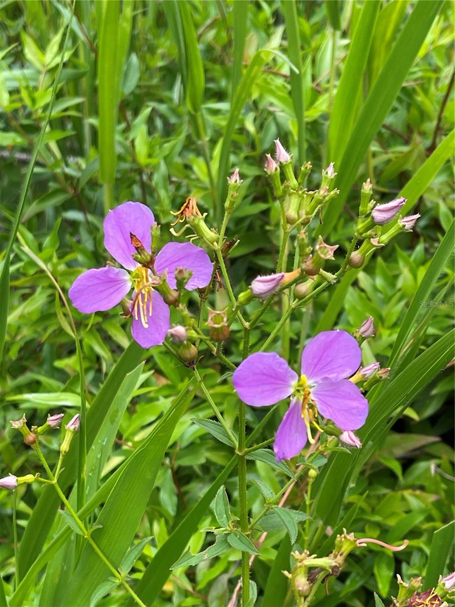 Image 38 of 43 For 1162 County Road 20a