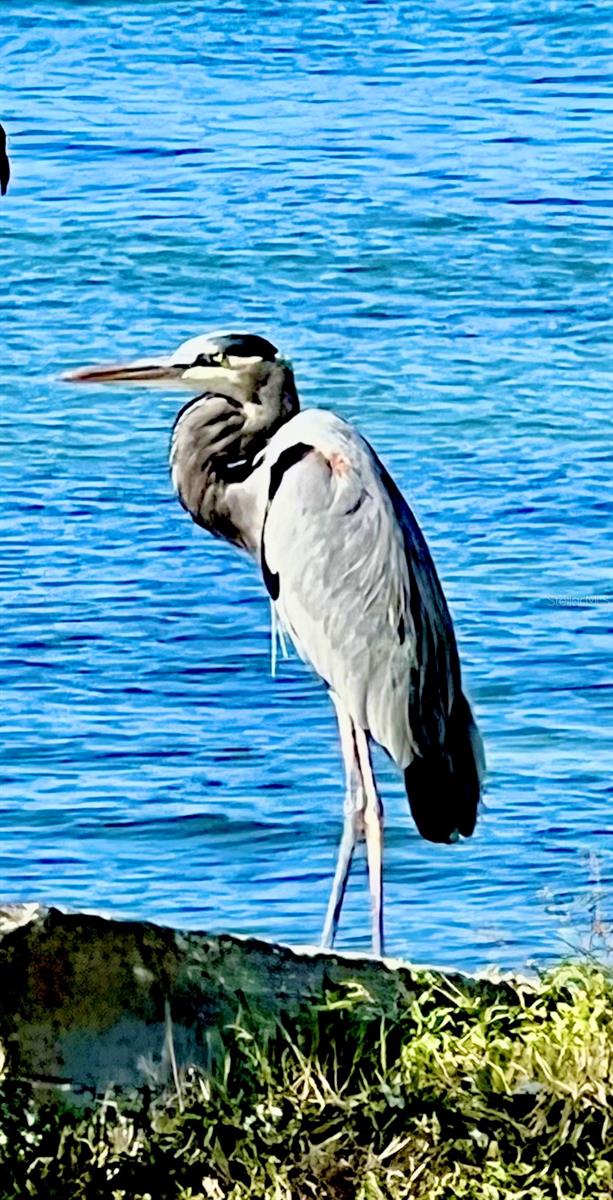 Image 27 of 33 For 132 Park Drive