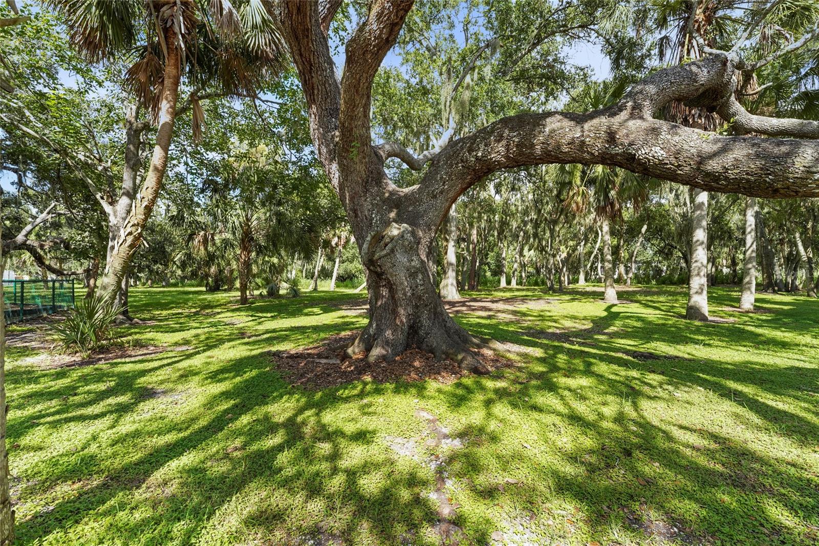 Image 67 of 76 For 2162 Cork Oak Street
