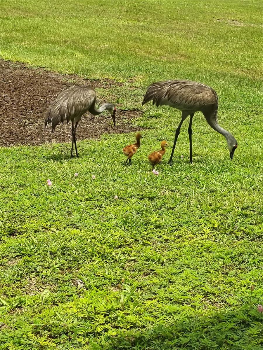 Image 41 of 43 For 4004 Hidden River Lane