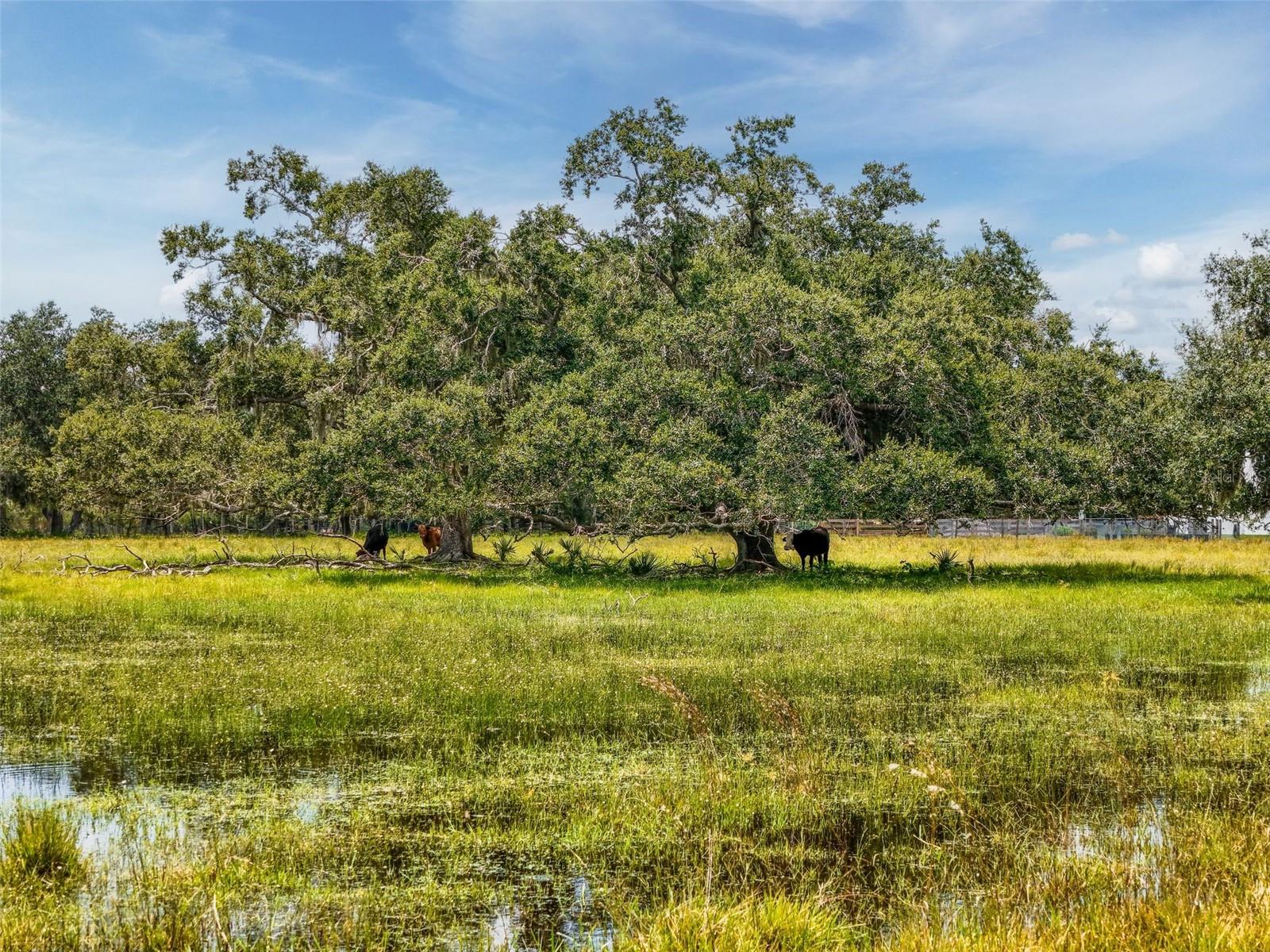 Image 29 of 45 For 12950 River Road