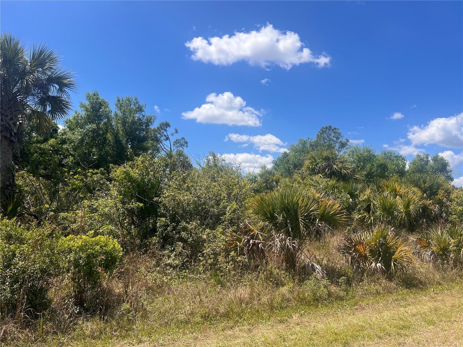 Image 4 of 4 For Crimsonglory Road