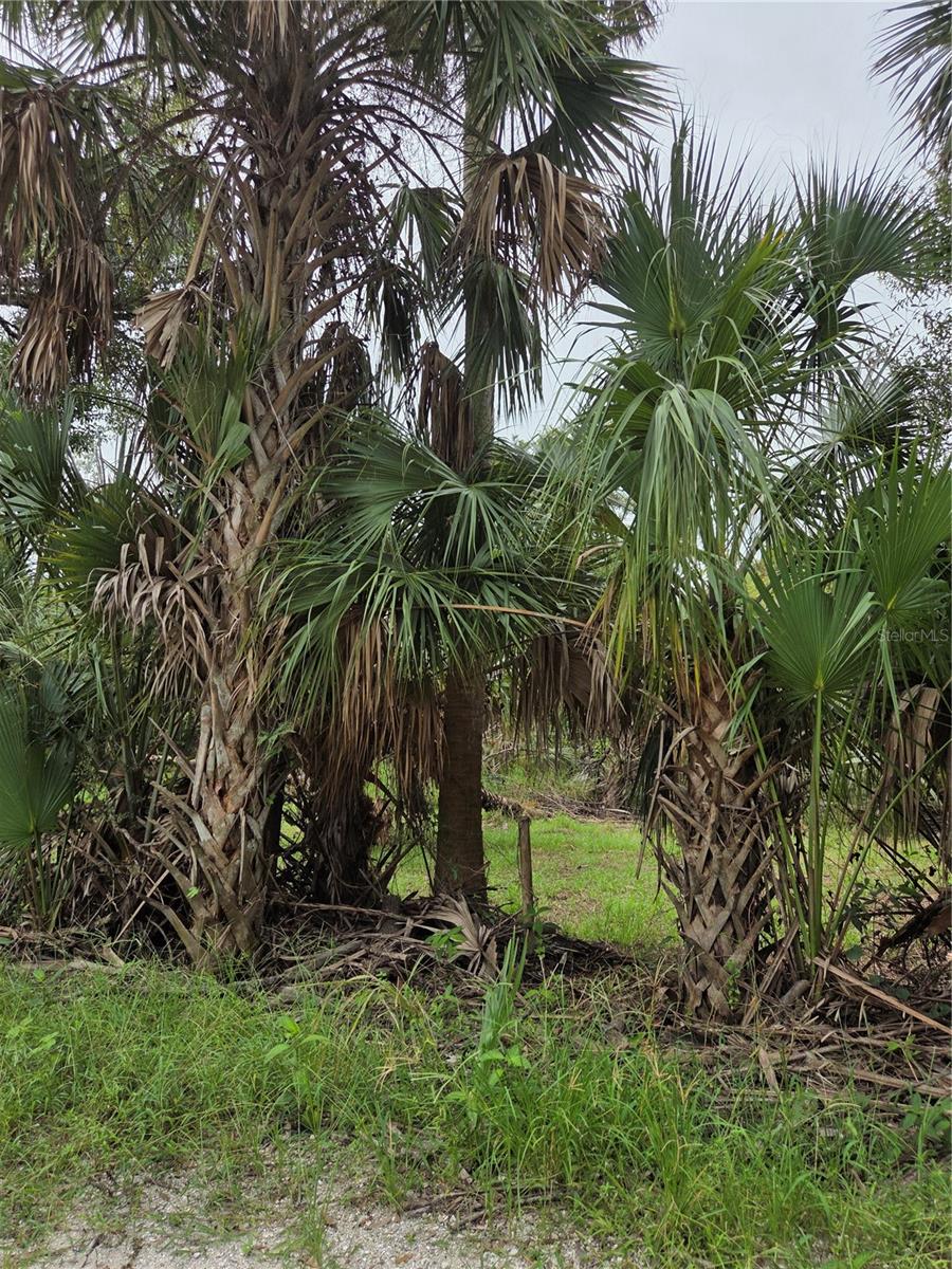 Details for 12835 River Road, MYAKKA CITY, FL 34251