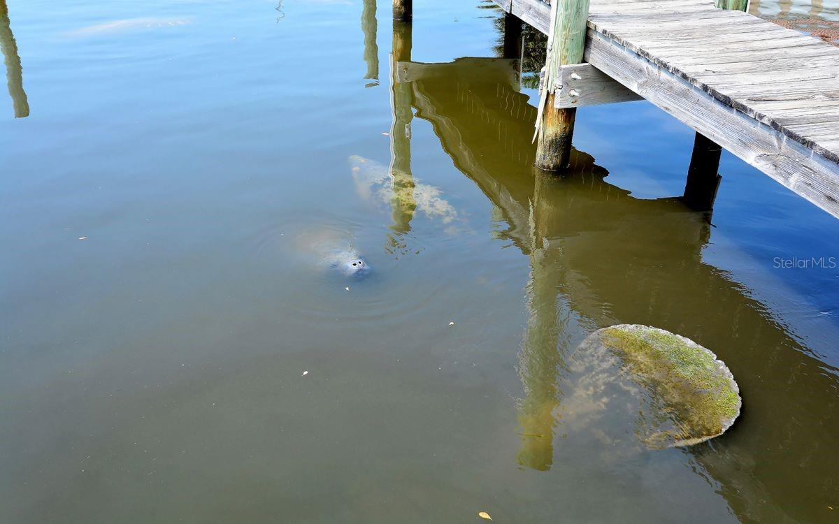 Image 35 of 60 For 6800 Gulf Of Mexico Drive  203