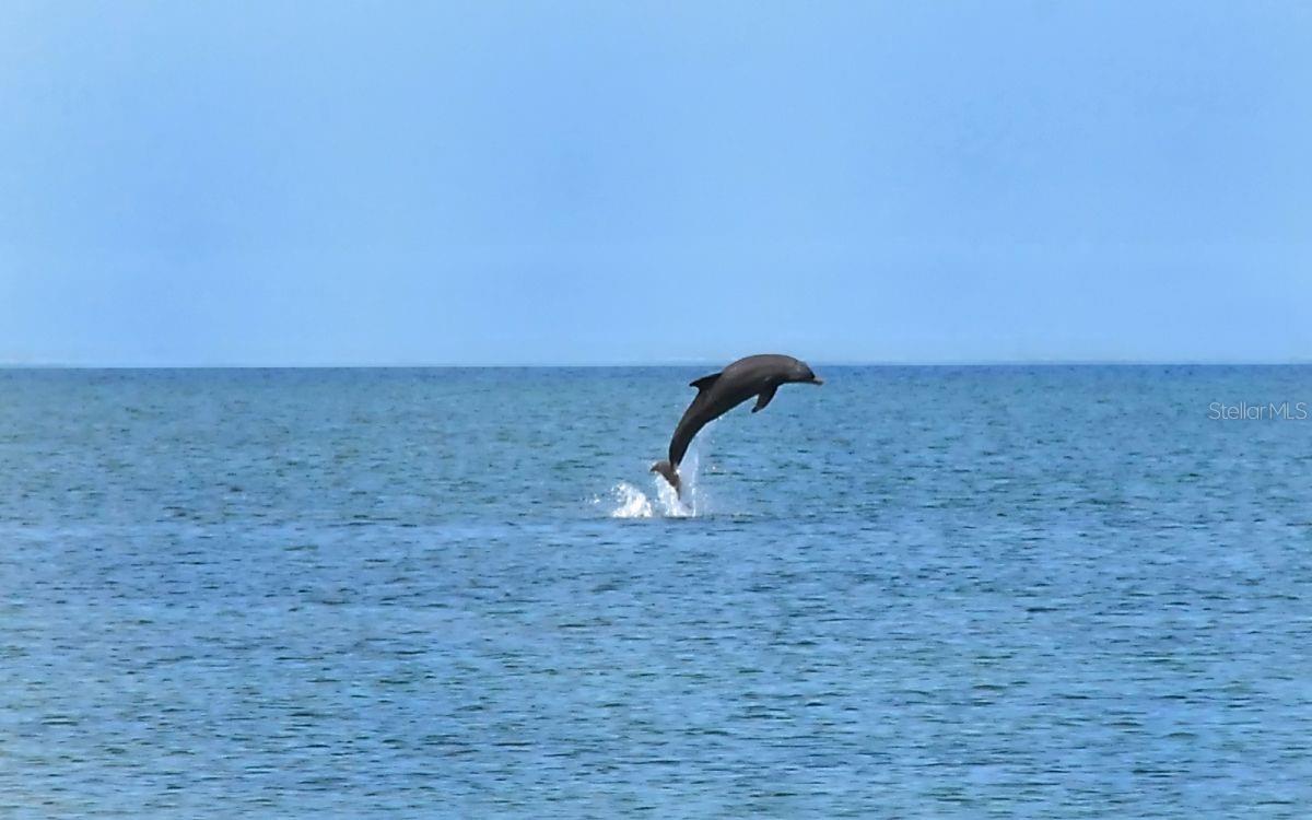 Image 45 of 60 For 6800 Gulf Of Mexico Drive  203