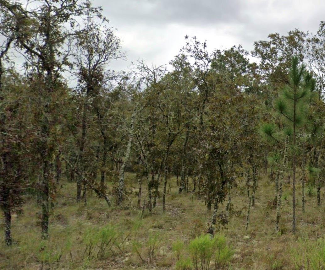 Listing Details for Ne 11th Street Street, WILLISTON, FL 32696