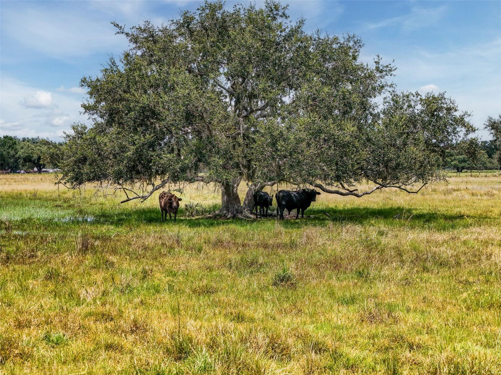 Image 12 of 32 For 12950 River Road