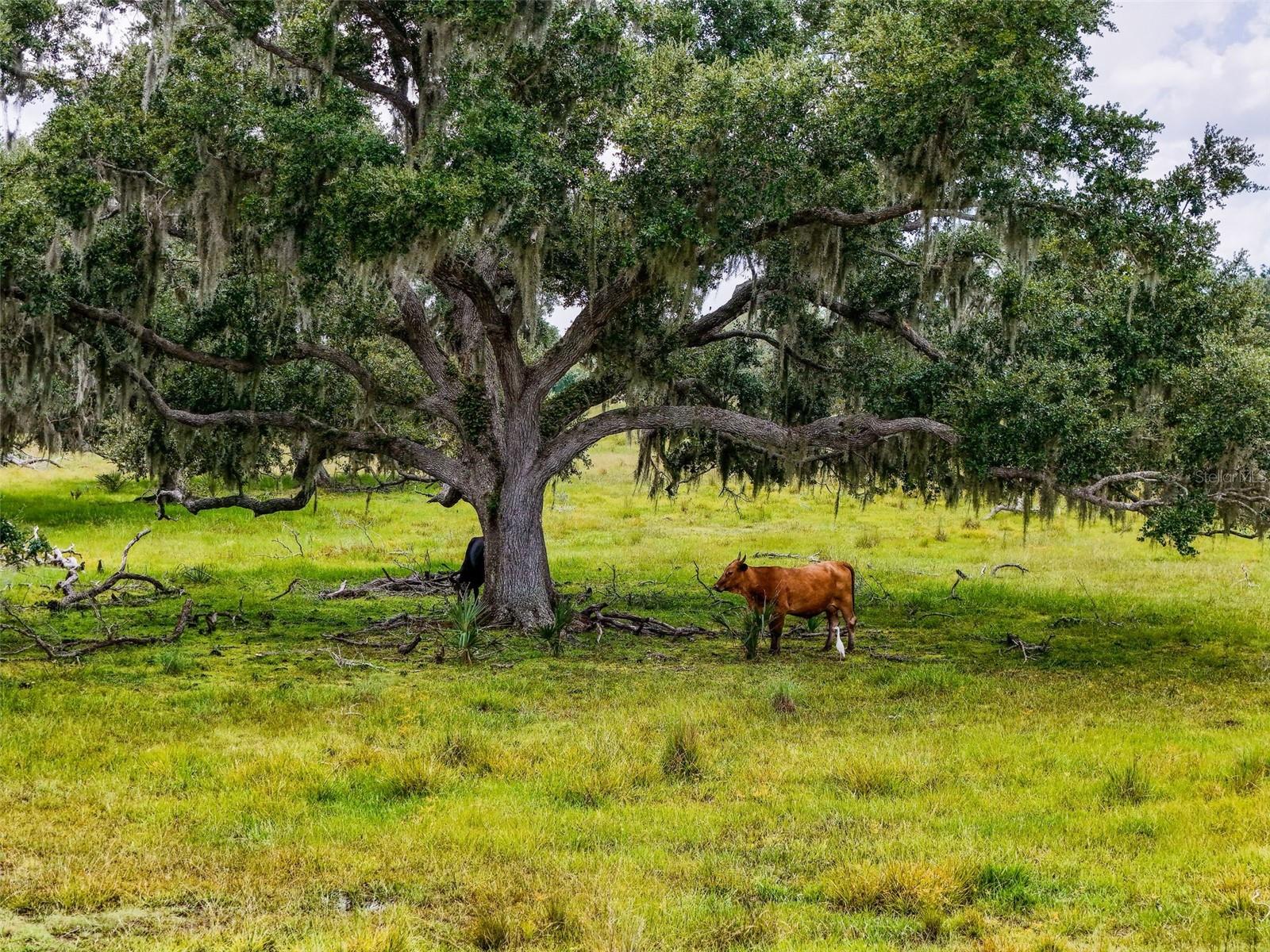 Image 19 of 32 For 12950 River Road