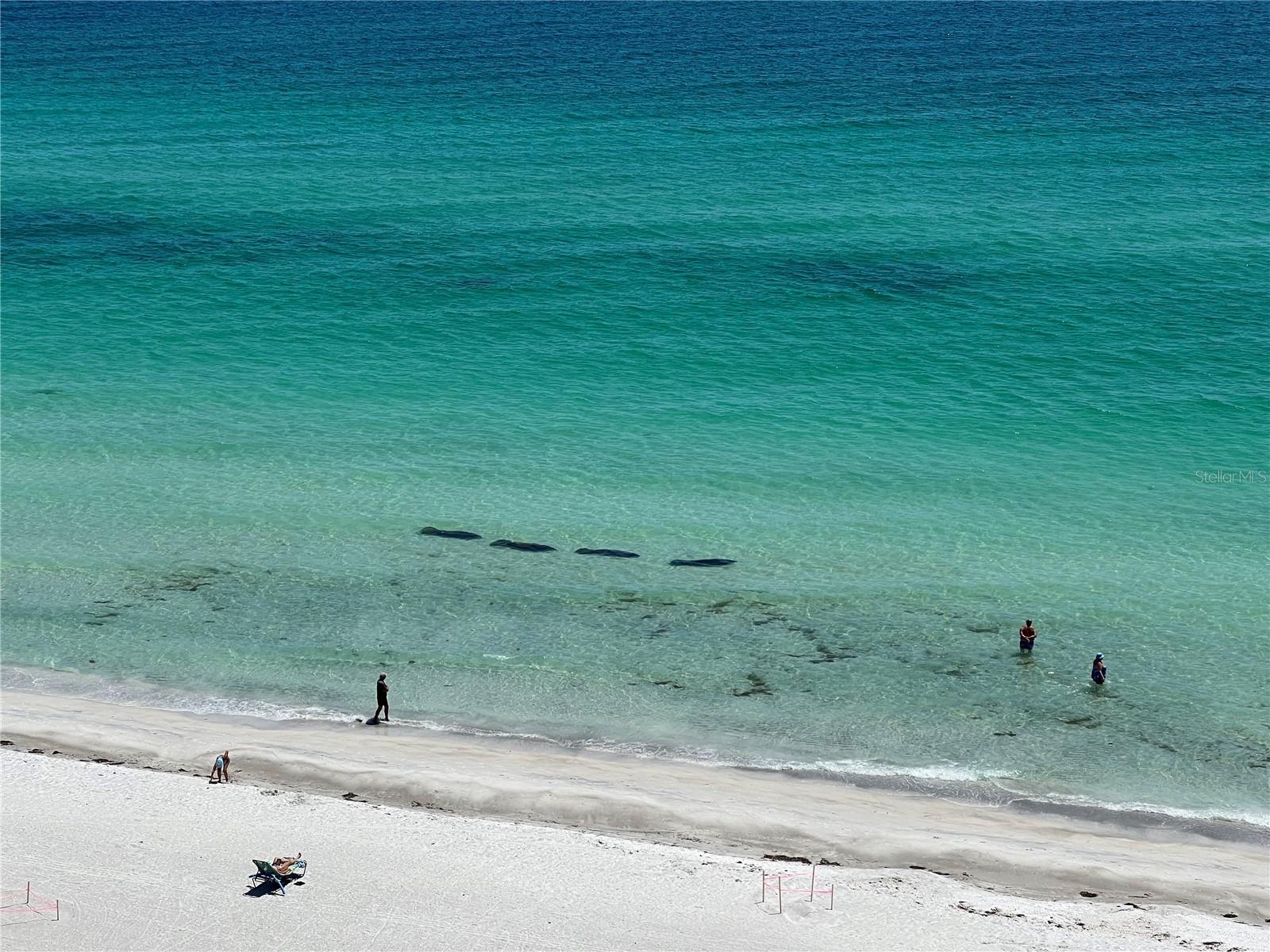 Image 34 of 34 For 2425 Gulf Of Mexico Drive 11f
