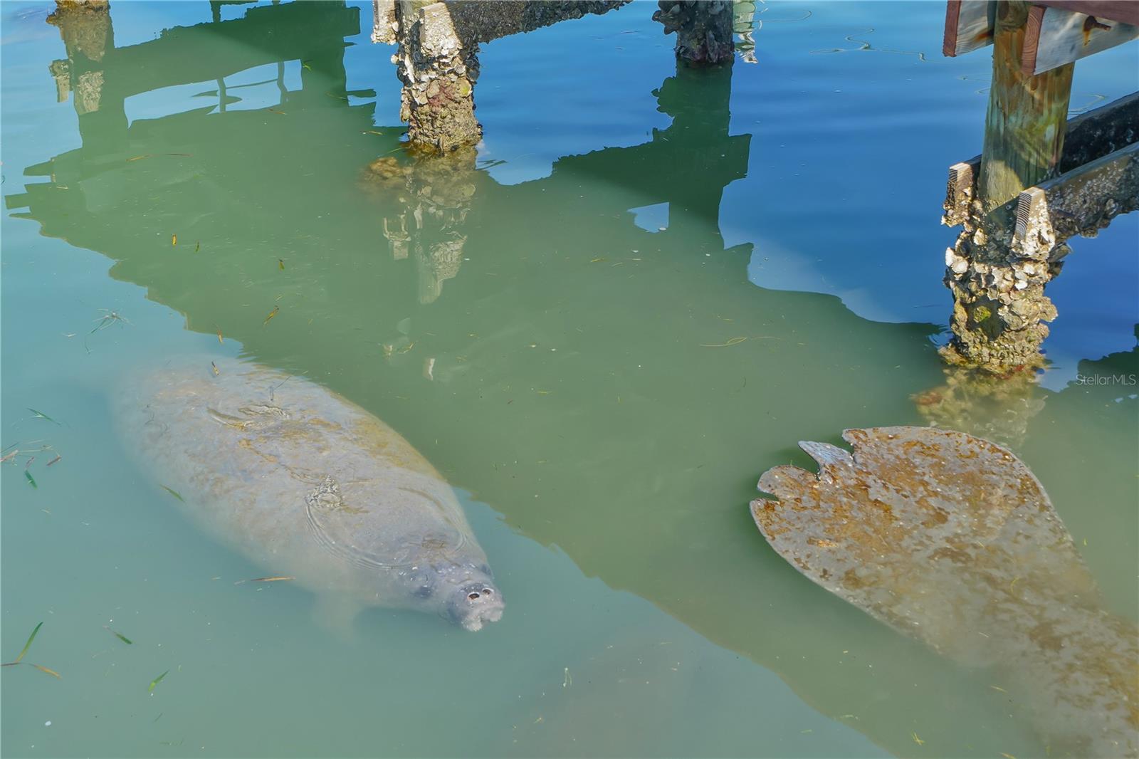 Image 26 of 51 For 769 John Ringling Boulevard 3