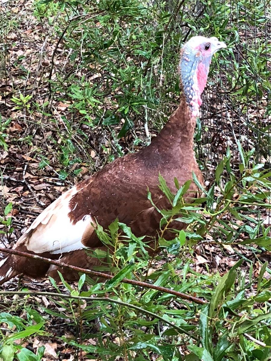 Image 49 of 55 For 2230 Myakka Road