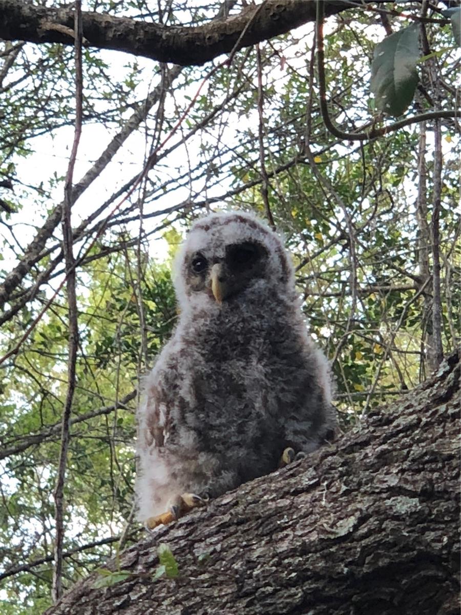 Image 51 of 55 For 2230 Myakka Road