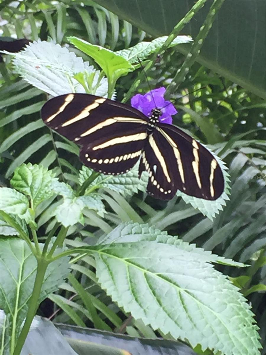 Image 52 of 55 For 2230 Myakka Road