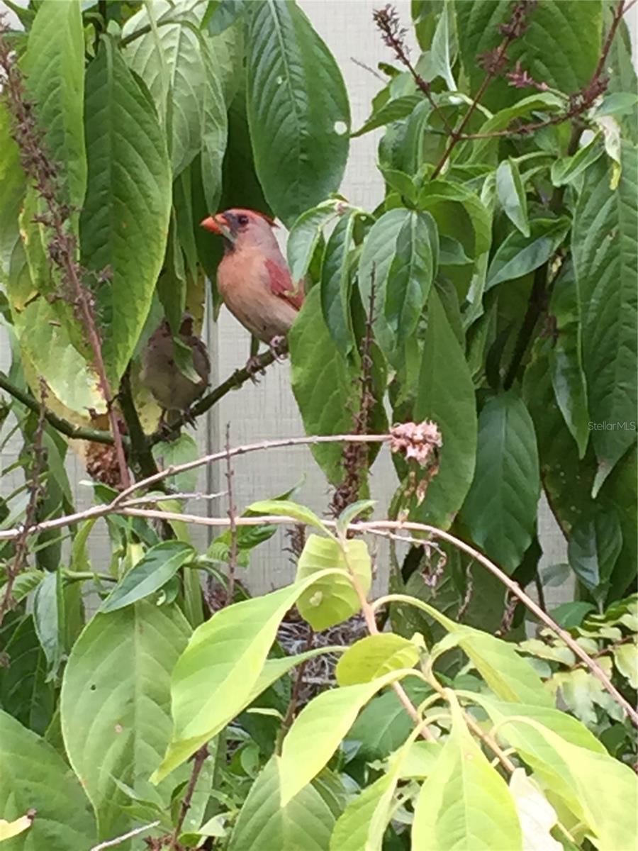 Image 53 of 55 For 2230 Myakka Road