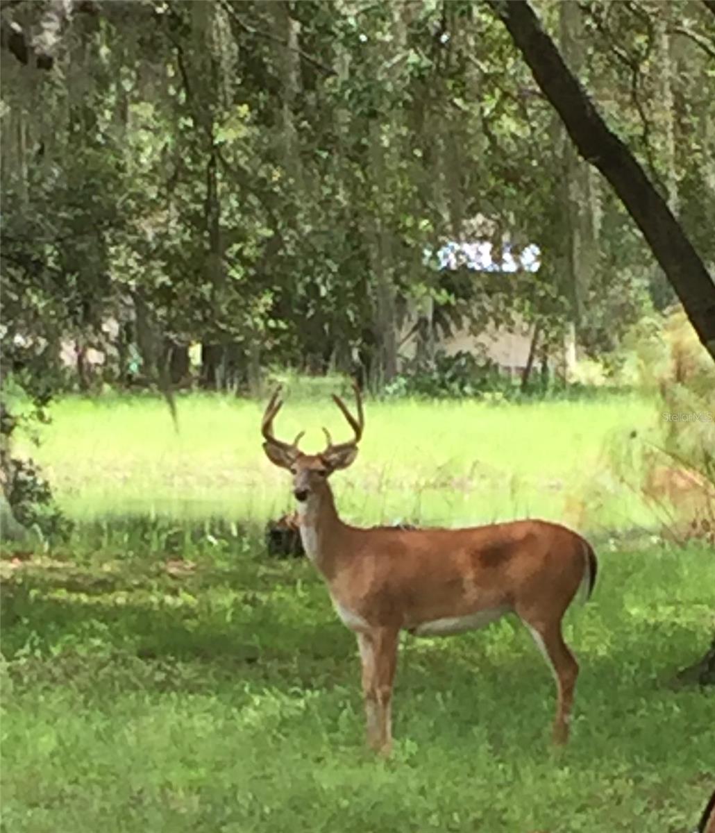 Image 54 of 55 For 2230 Myakka Road