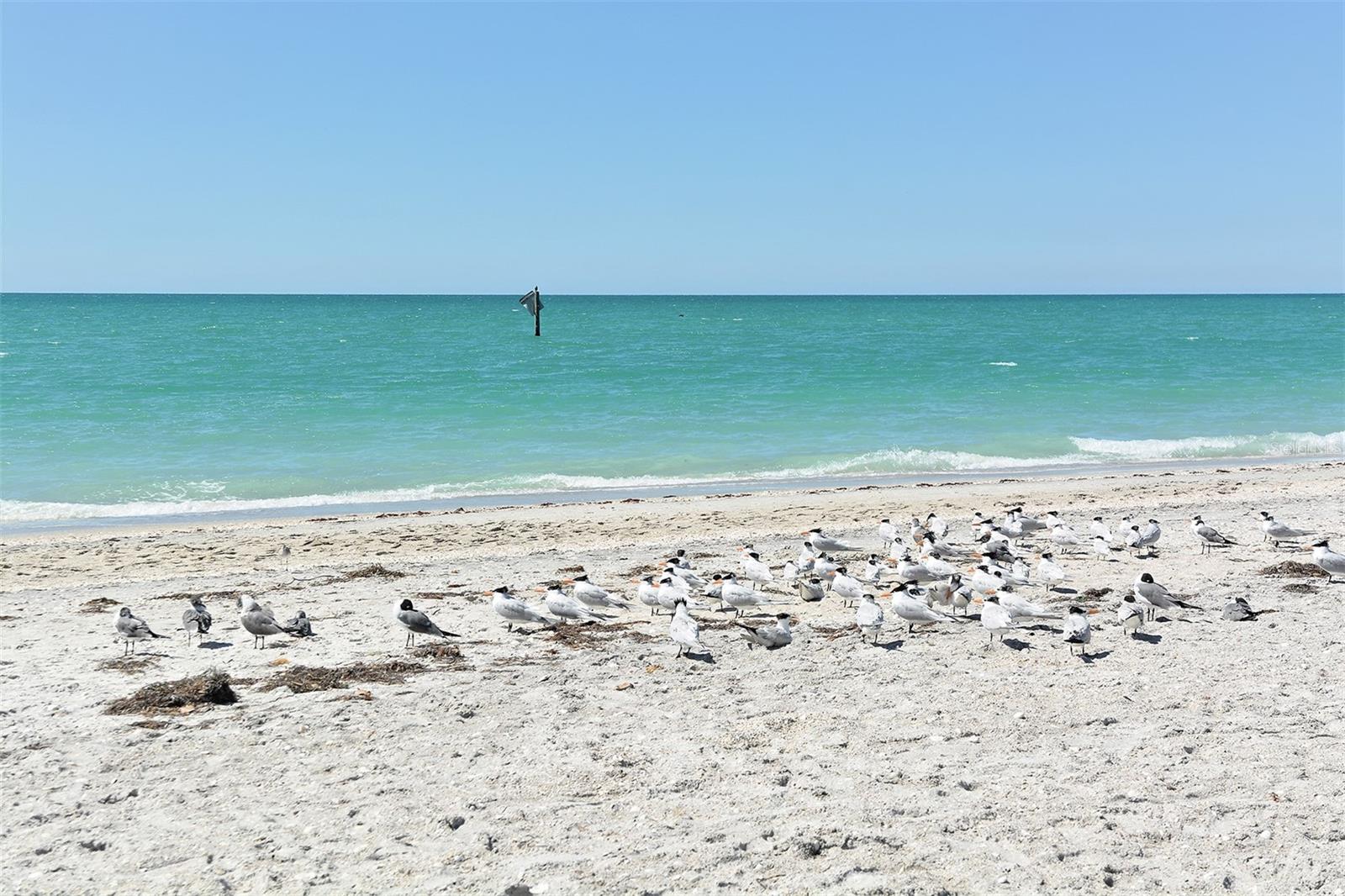 Image 64 of 65 For 1210 Gulf Boulevard