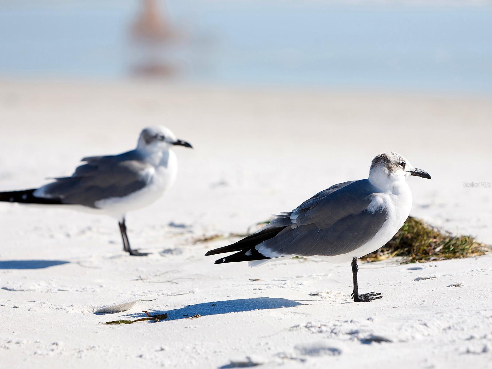 Image 36 of 37 For 5151 Saint Albans Avenue