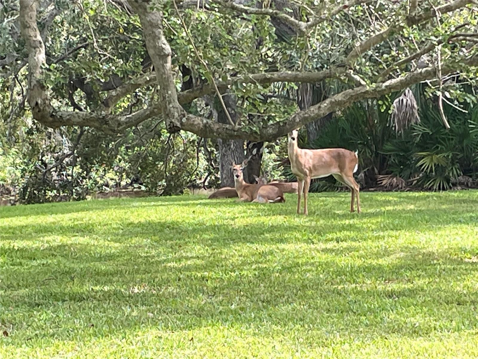 Image 2 of 32 For 4133 Carriage Drive 18