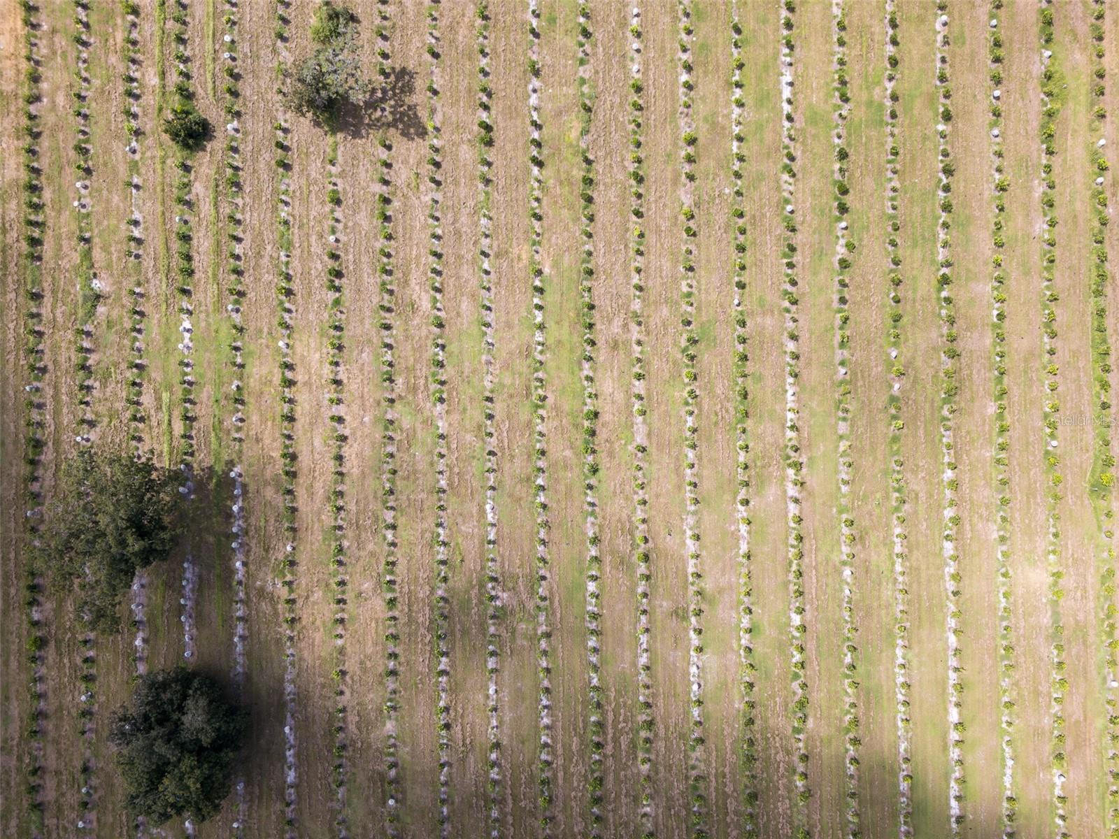 Image 10 of 50 For 32715 Singletary Road