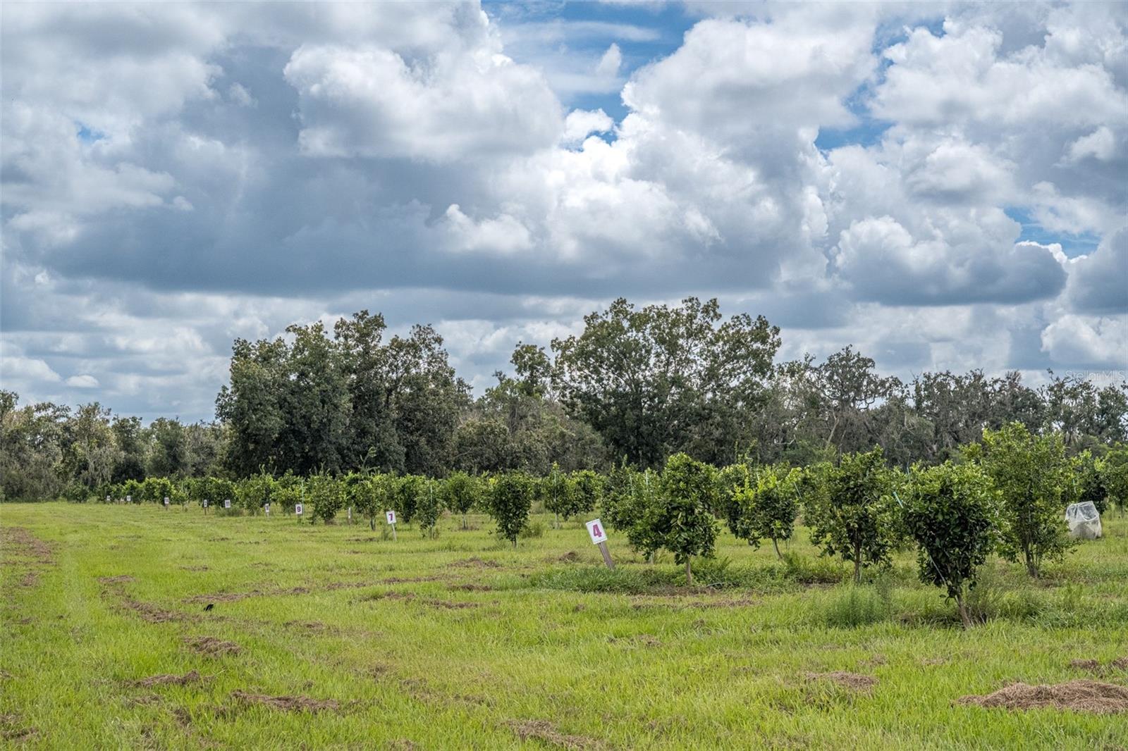 Image 11 of 50 For 32715 Singletary Road