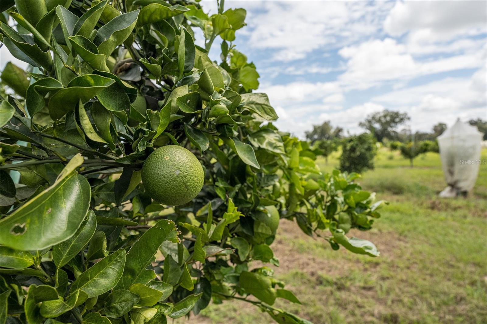 Image 15 of 50 For 32715 Singletary Road