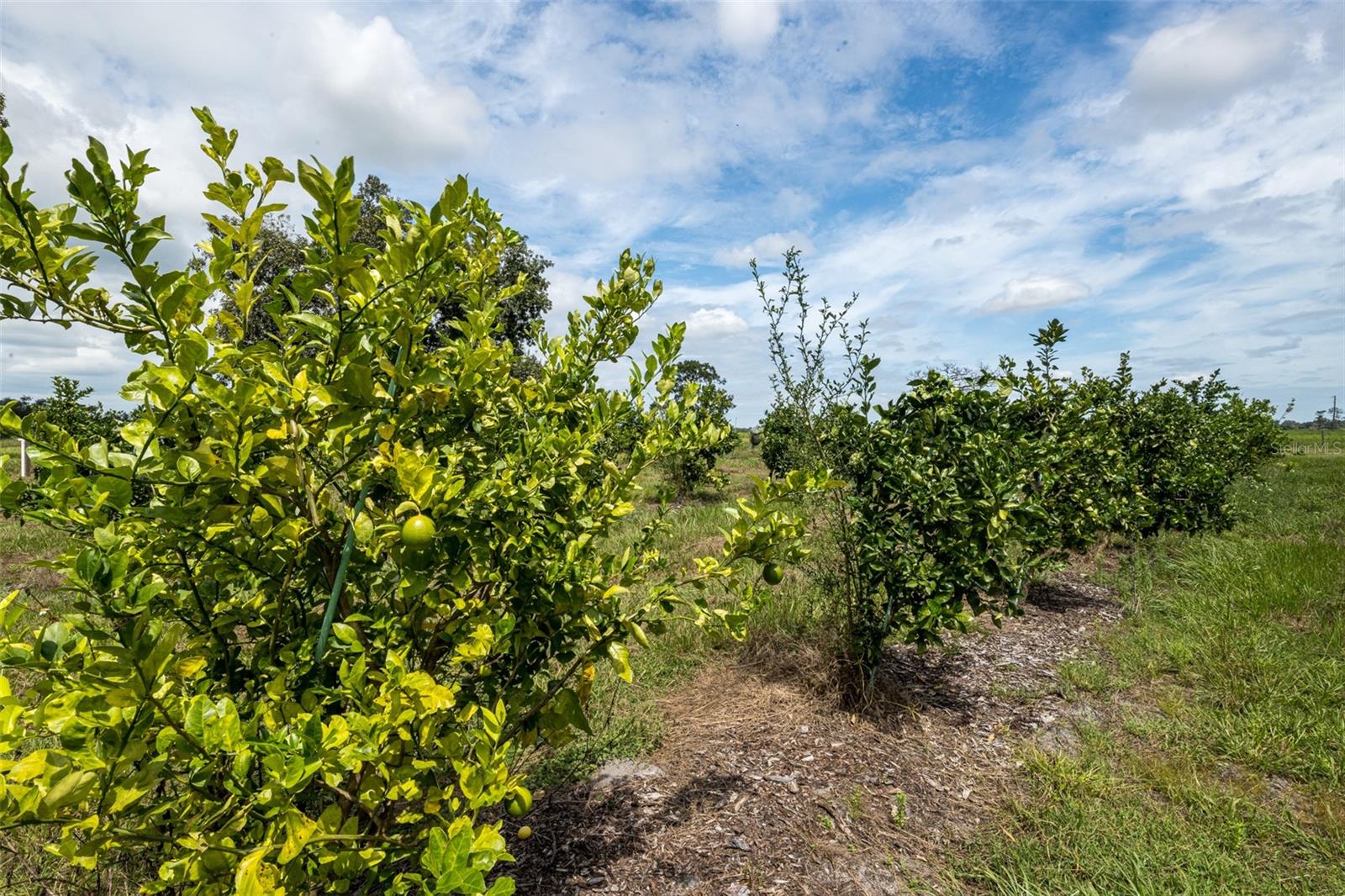 Image 16 of 50 For 32715 Singletary Road