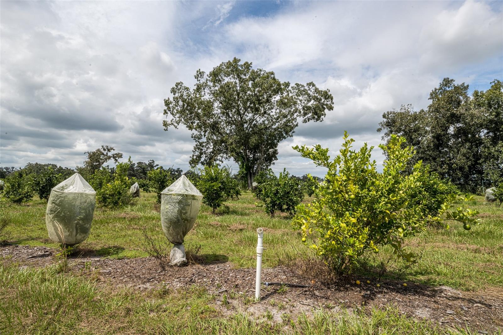 Image 17 of 50 For 32715 Singletary Road